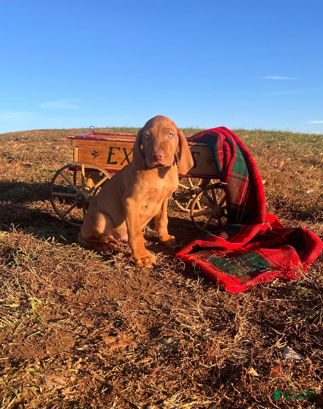 Vizsla dogs for sale: XMAS READY ❤️Sarge🎄Akc Registration🐾Call 717-405-2915 - Ad 3