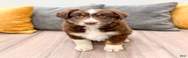 Lady