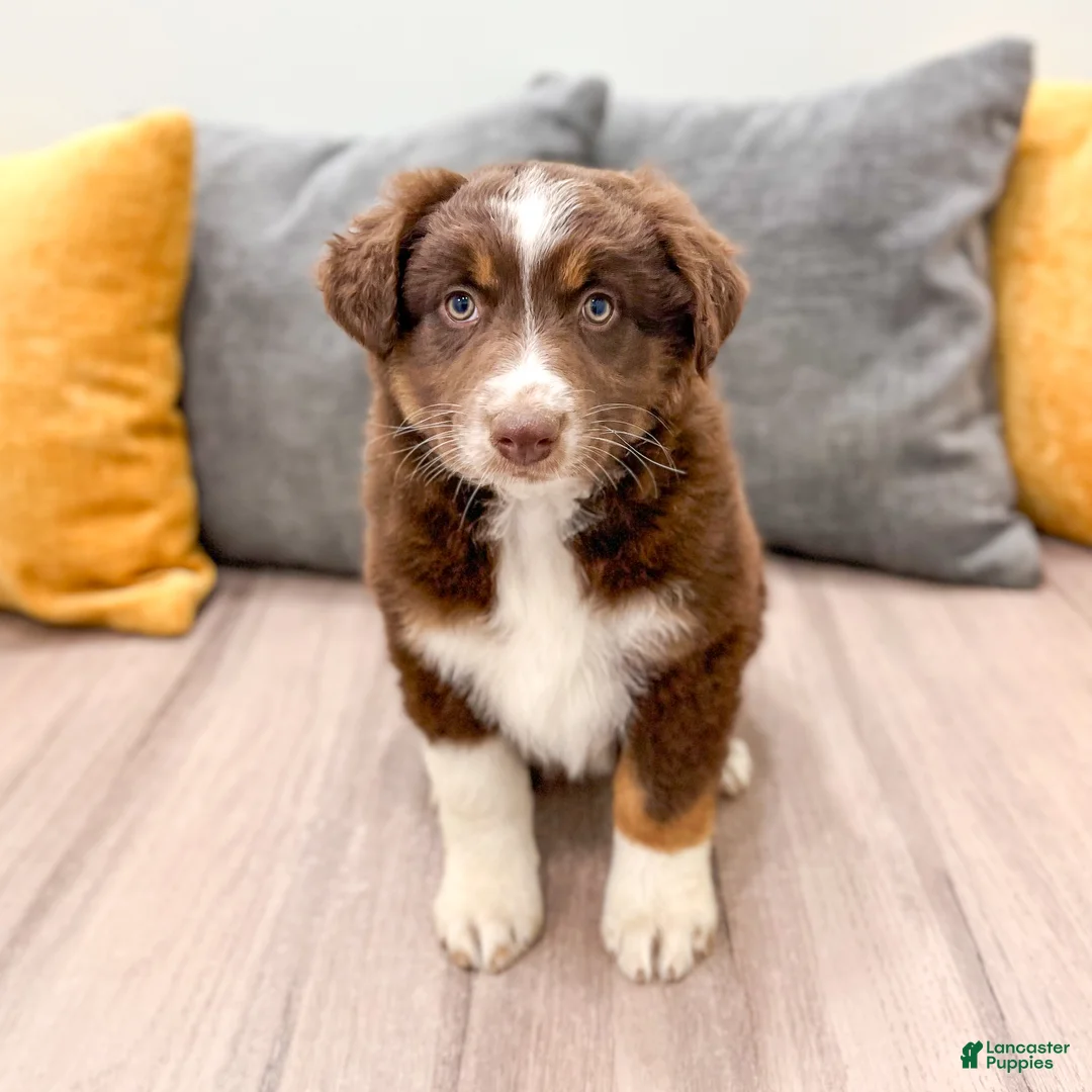 Australian Shepherd dogs for sale: Lady - Ad 1