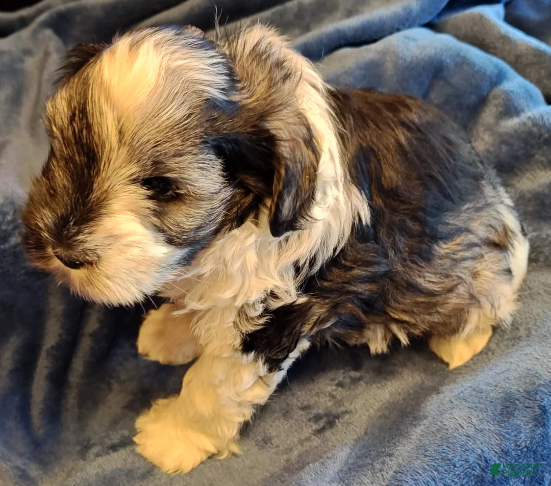 Miniature Schnauzer dogs for sale: Miniature Schnauzer Boy 3 - Ad 3