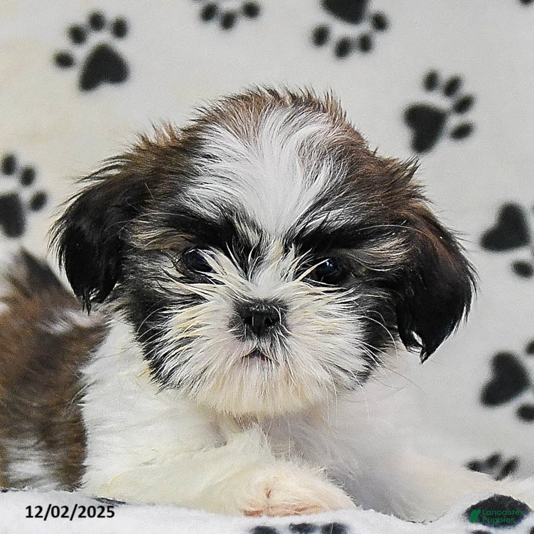 Shih Tzu dogs for sale: Paige - Ad 5