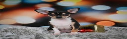 Chihuahua dogs for sale: Luca - Ad 11