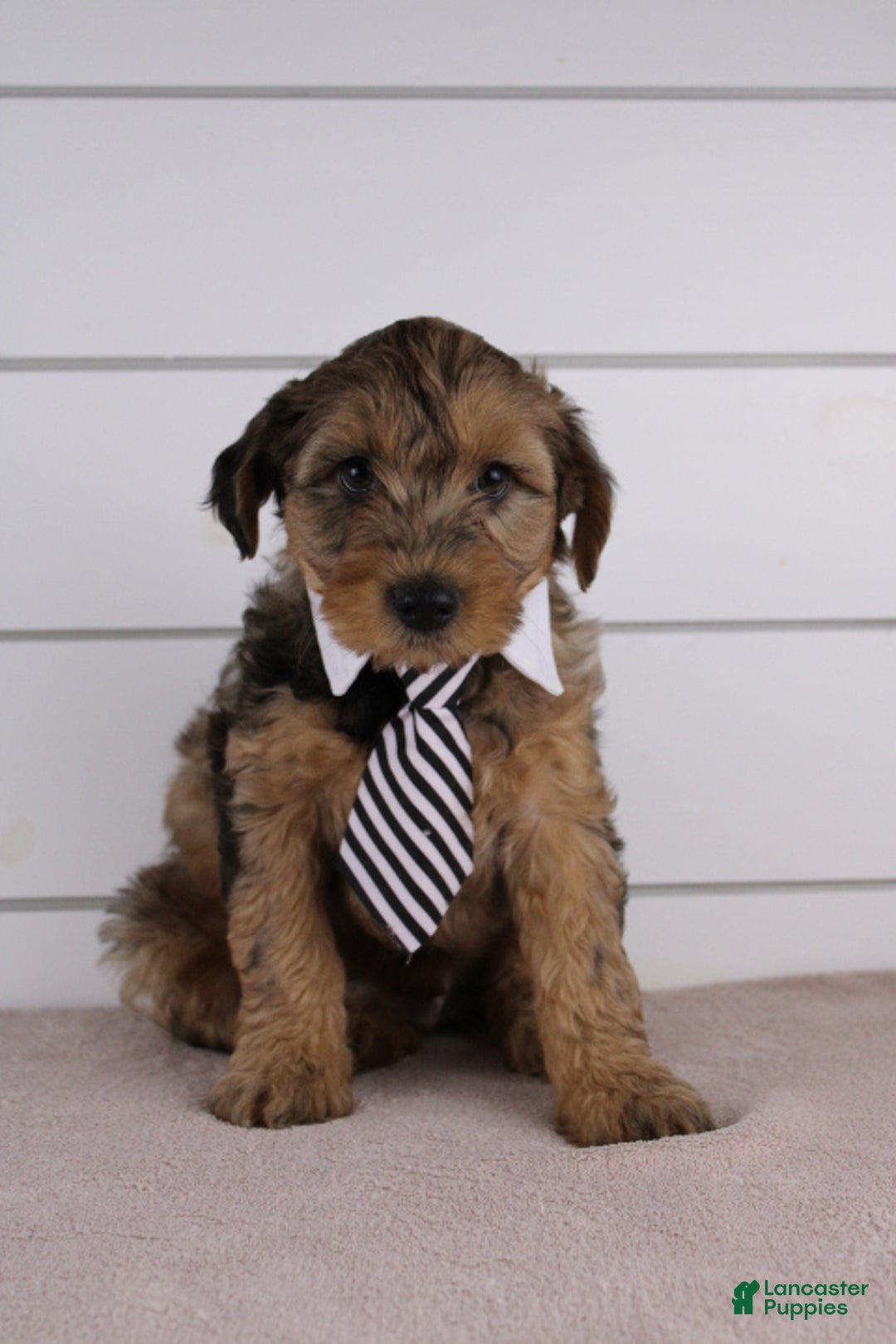 Yorkiepoo dogs for sale: GUNNER - Ad 3