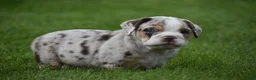 Beabull dogs for sale: Ace  - Ad 8