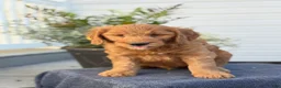 Goldendoodle dogs for sale: Turner - Ad 6