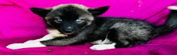 Siberian Husky dogs for sale: Koal - Ad 5