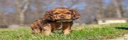 Cocker Spaniel dogs for sale: Rocco - Ad 1