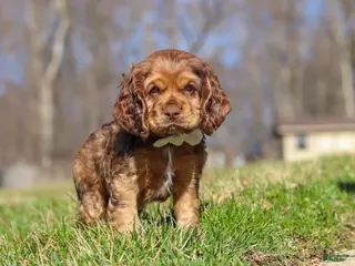 Cocker Spaniel dogs for sale: Rocco - Ad 2