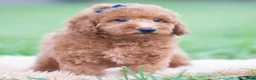Mini Goldendoodle dogs for sale: Beau  - Ad 4