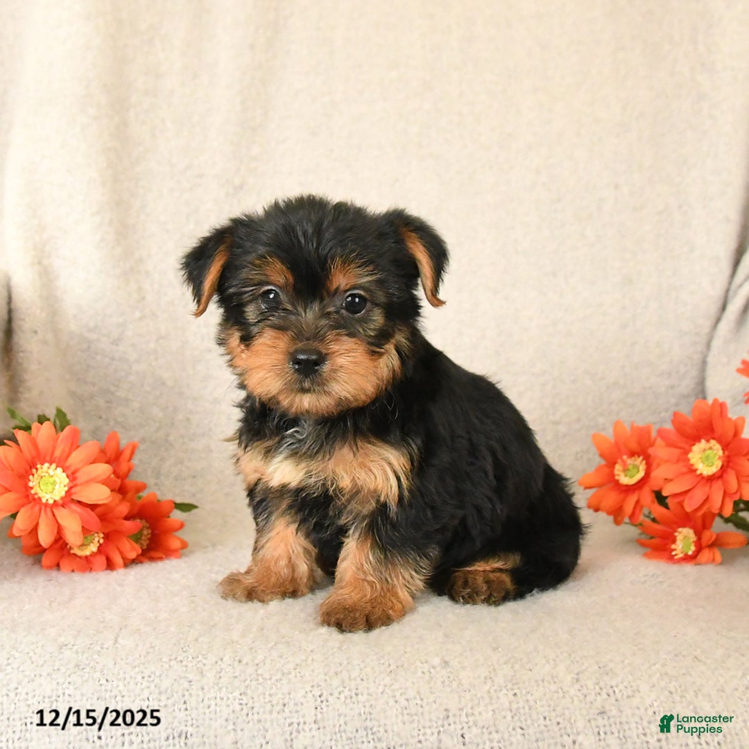 Yorkshire Terrier dogs for sale: Chai - Ad 2