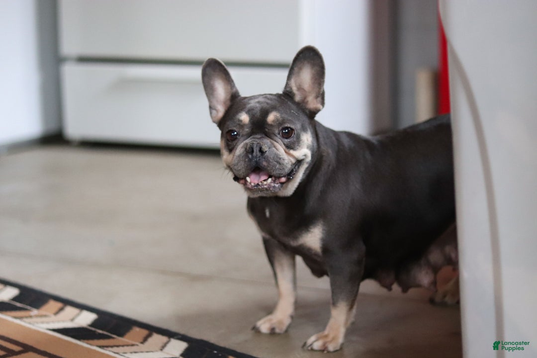 French Bulldog dogs for sale: Ivy - Ad 12