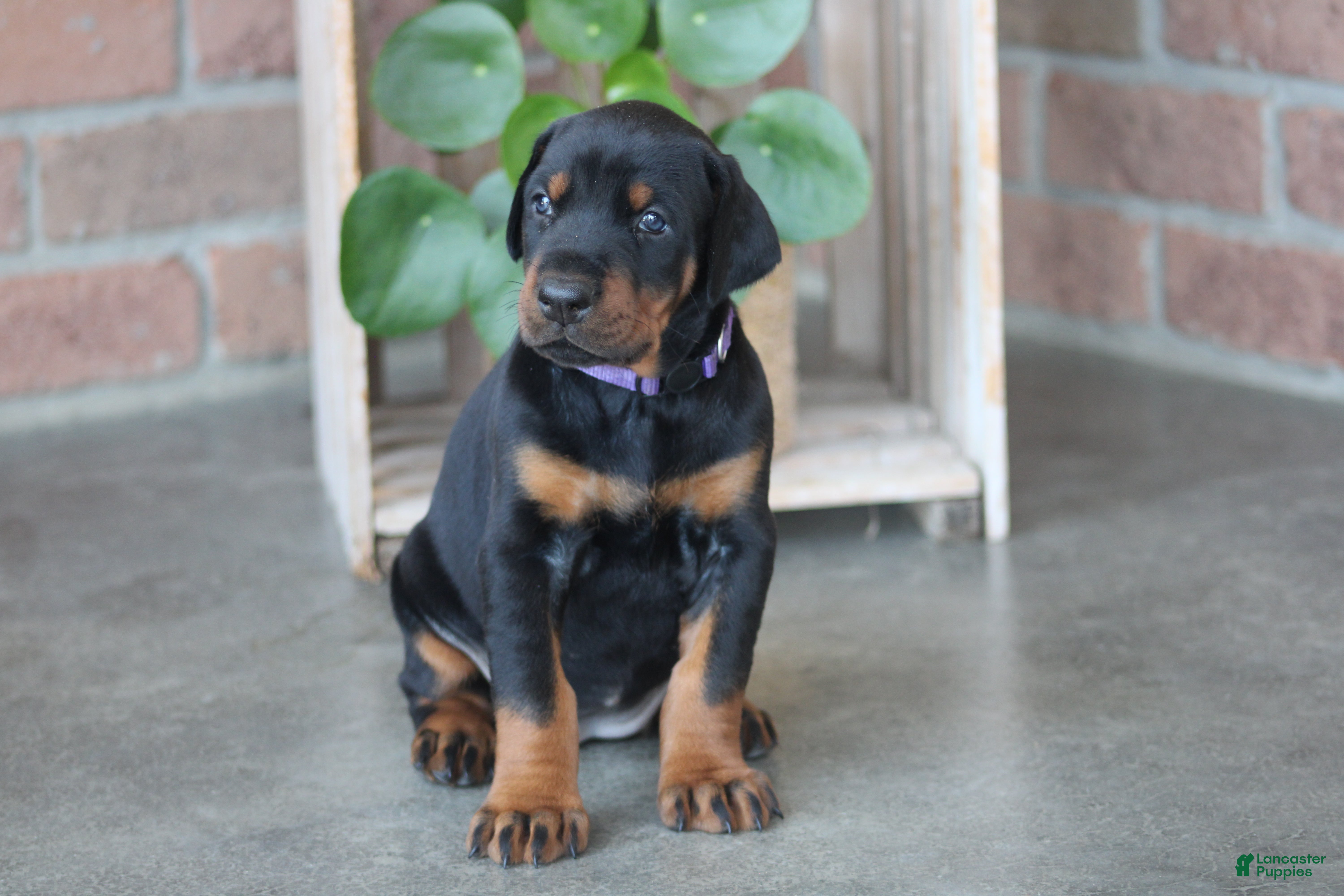 Doberman Pinscher dogs Luna - Ad 1