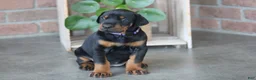 Doberman Pinscher dogs for sale: Luna - Ad 1