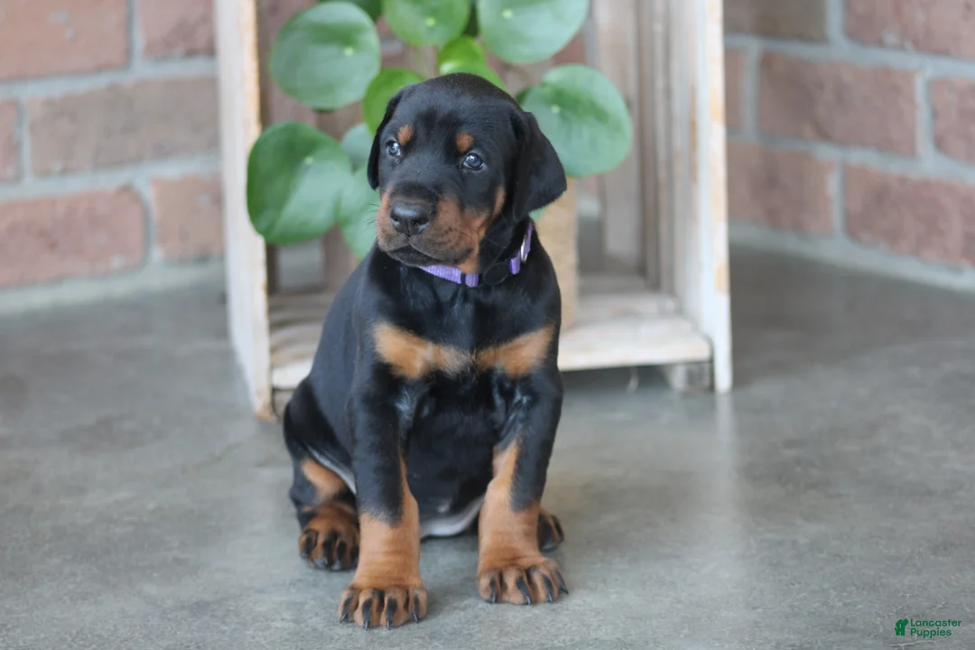 Doberman Pinscher dogs for sale: Luna - Ad 1