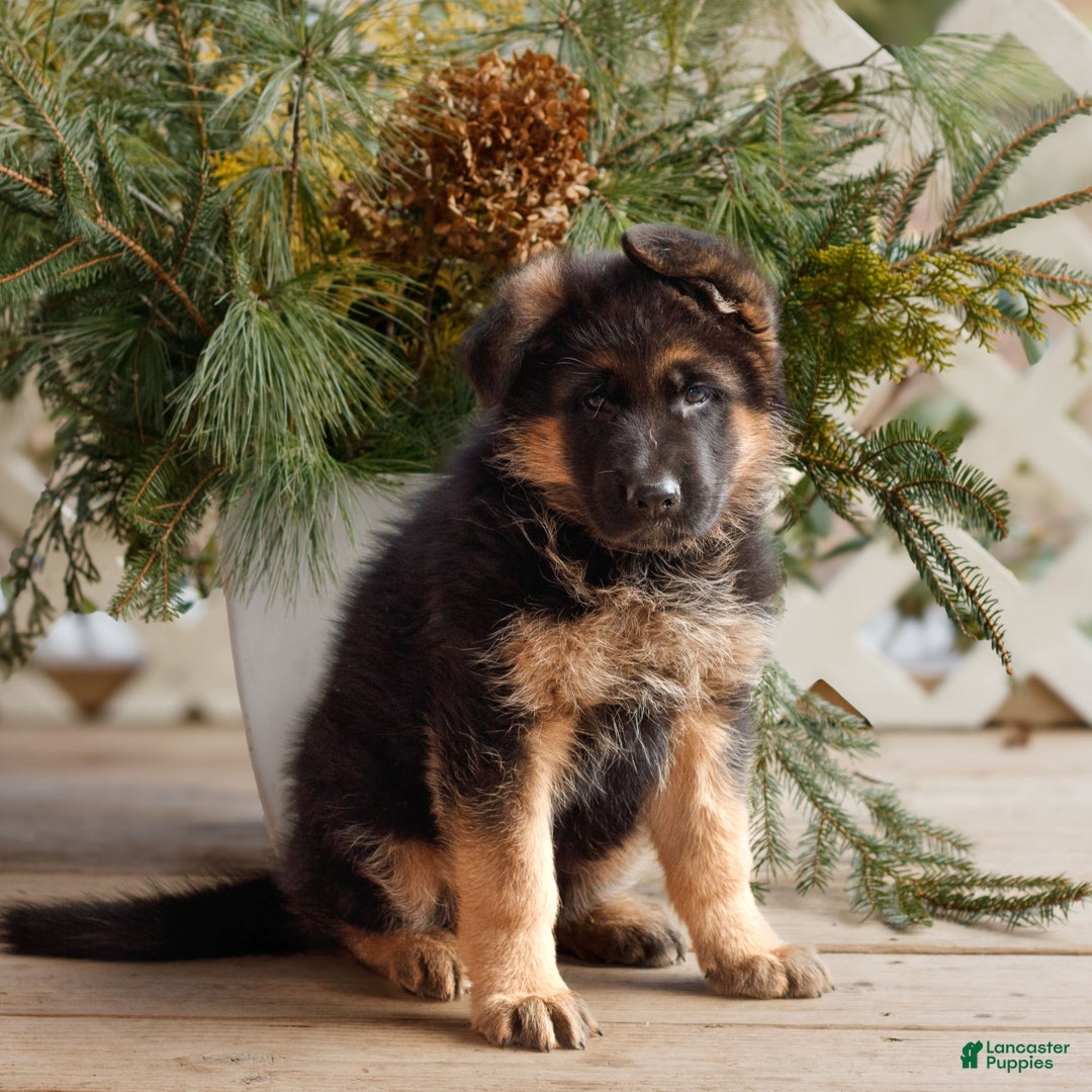 German Shepherd dogs for sale: Brody  - Ad 3