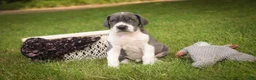 Great Dane dogs for sale: Celestia Great Dane  - Ad 3