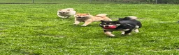 Shiba Inu dogs for sale: Shiba Inu 1 - Ad 3