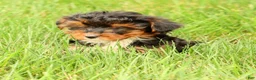 Morkie dogs for sale: Darcy - Ad 9