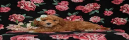 Miniature Labradoodle dogs for sale: Whitley Hypoallergenic - Ad 4