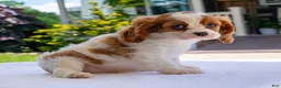 Cavalier King Charles Spaniel dogs for sale: Duramax - Ad 2
