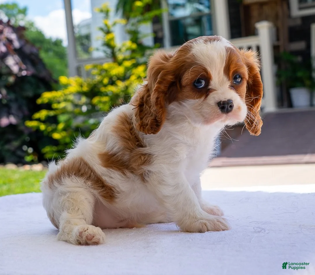 Cavalier King Charles Spaniel dogs for sale: Duramax - Ad 2