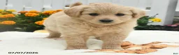 Mixed Breed dogs for sale: Fanny - Ad 3