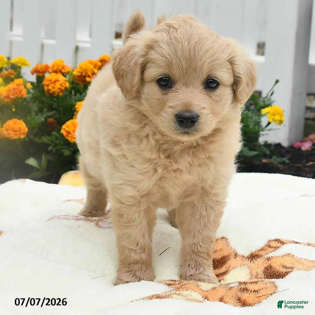 Mixed Breed dogs for sale: Fanny - Ad 3