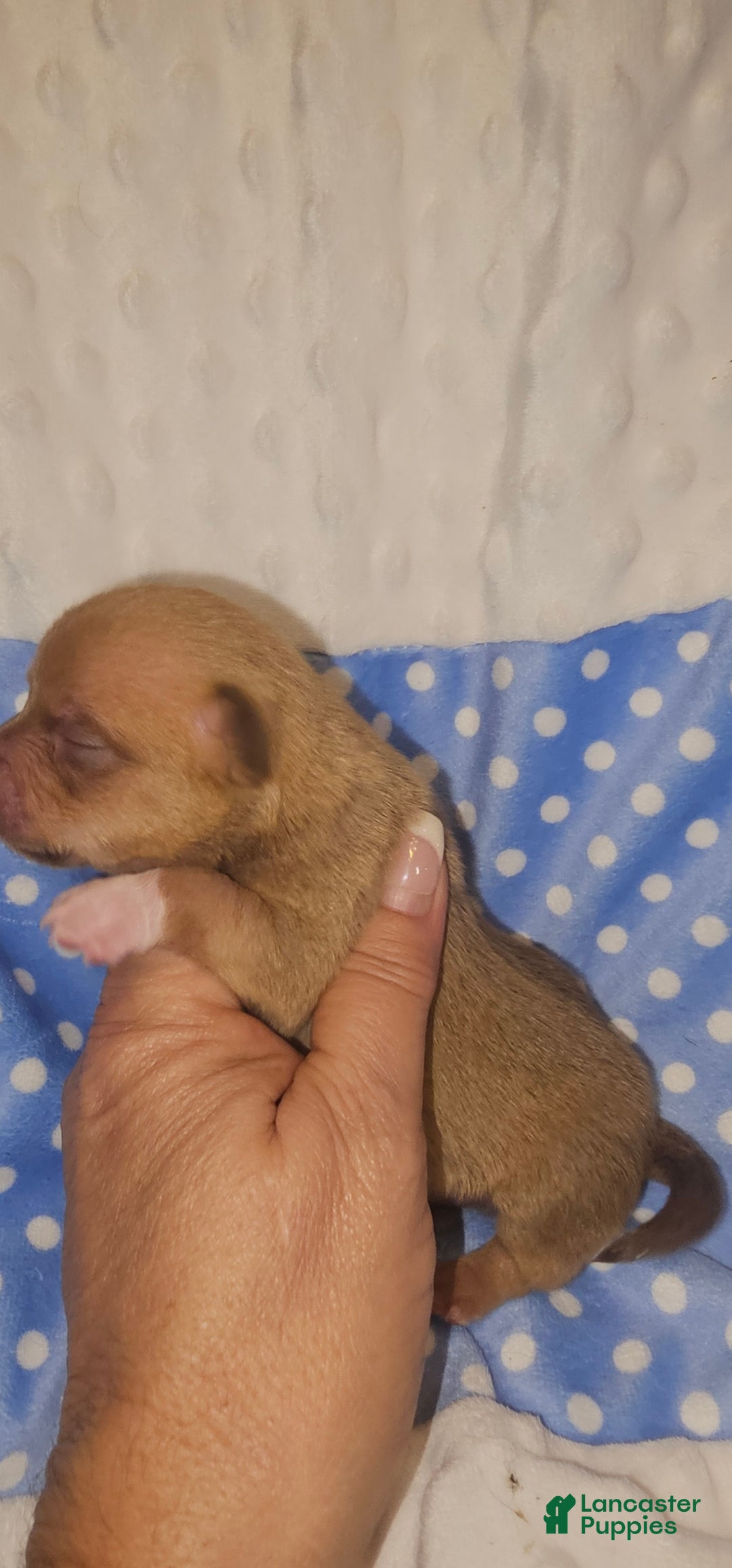 Chihuahua dogs for sale: Chihuahua Puppy 2 - Ad 2