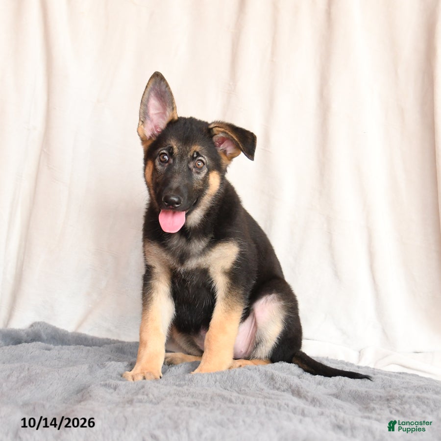 German Shepherd dogs for sale: Lilac - Ad 1