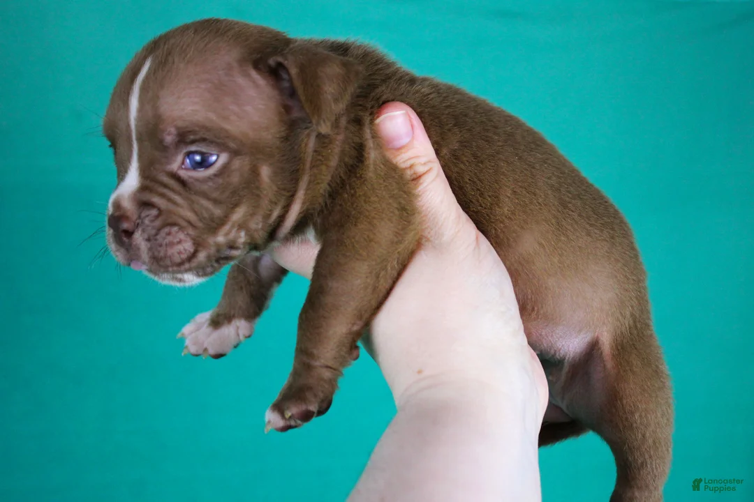 American Bully dogs for sale: Chocolate Female - Ad 2