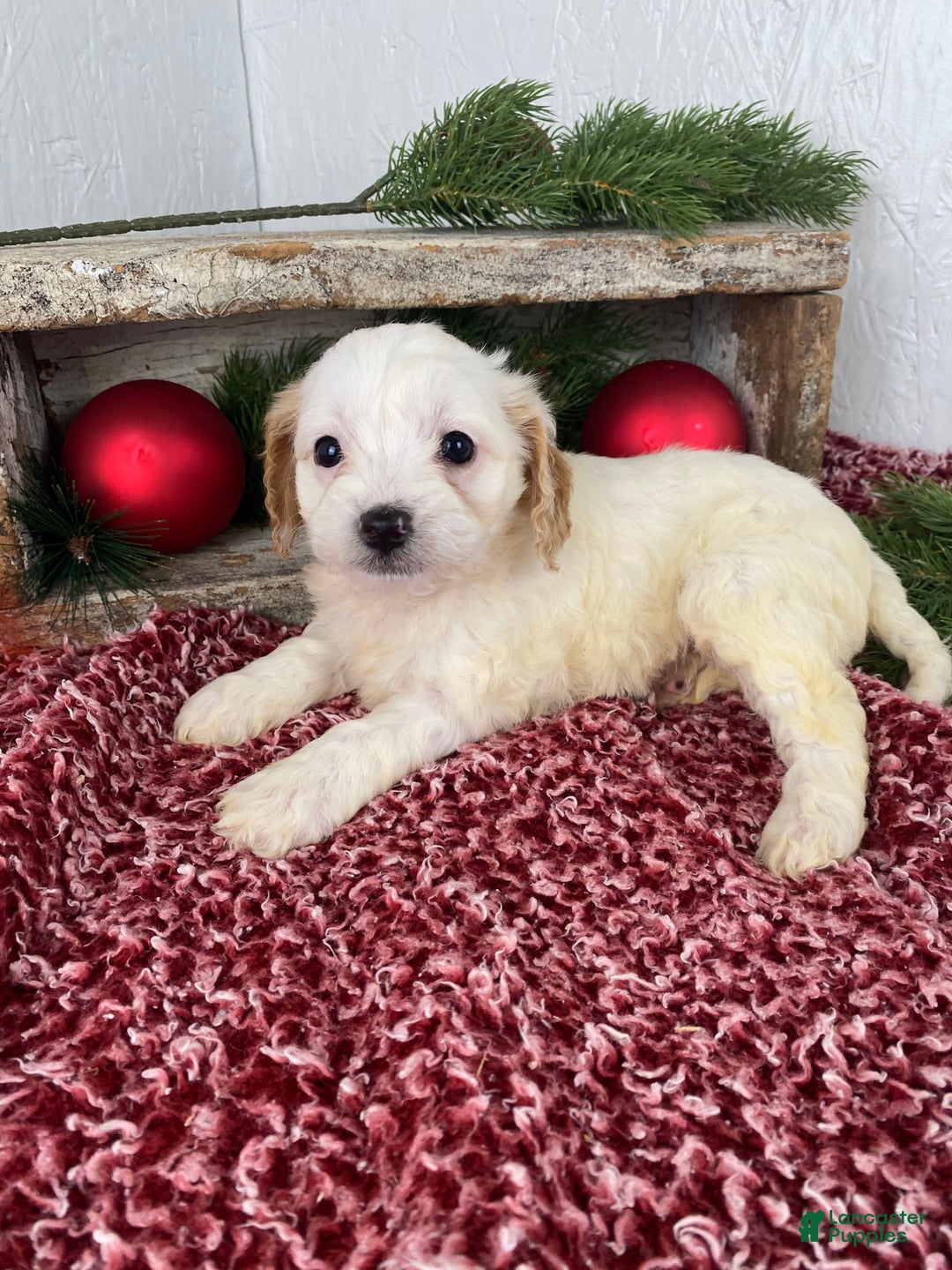 Cockapoo dogs for sale: Chloe - Ad 11