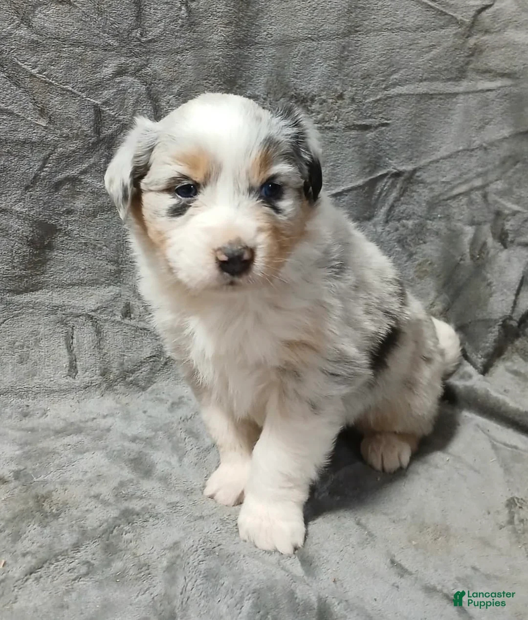 Australian Shepherd dogs for sale: Nala - Ad 6