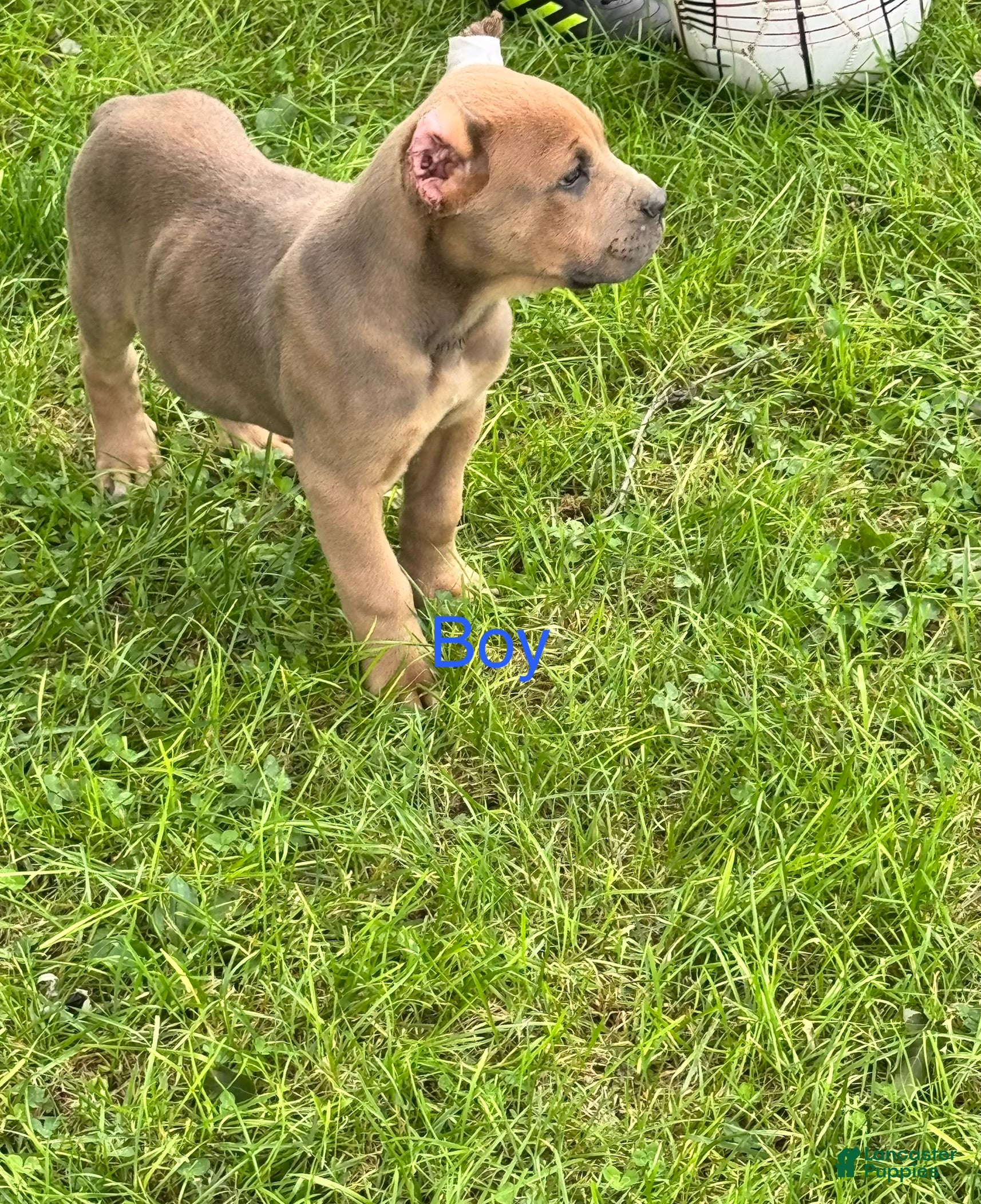 Cane Corso (Cane Corso, Male) in Warsaw, IN