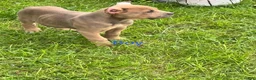 Cane Corso dogs for sale: Cane Corso 4 - Ad 1