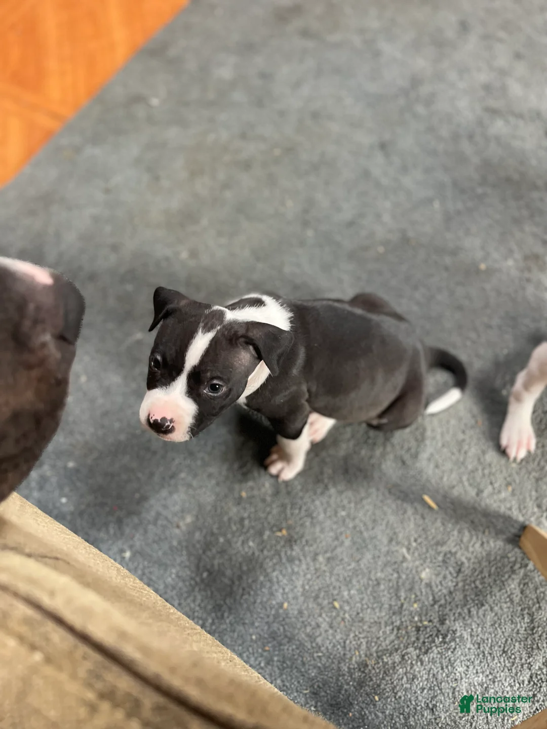 Mixed Breed dogs for sale: Domino - Ad 2