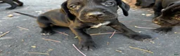 Mixed Breed dogs for sale: Red - Ad 22