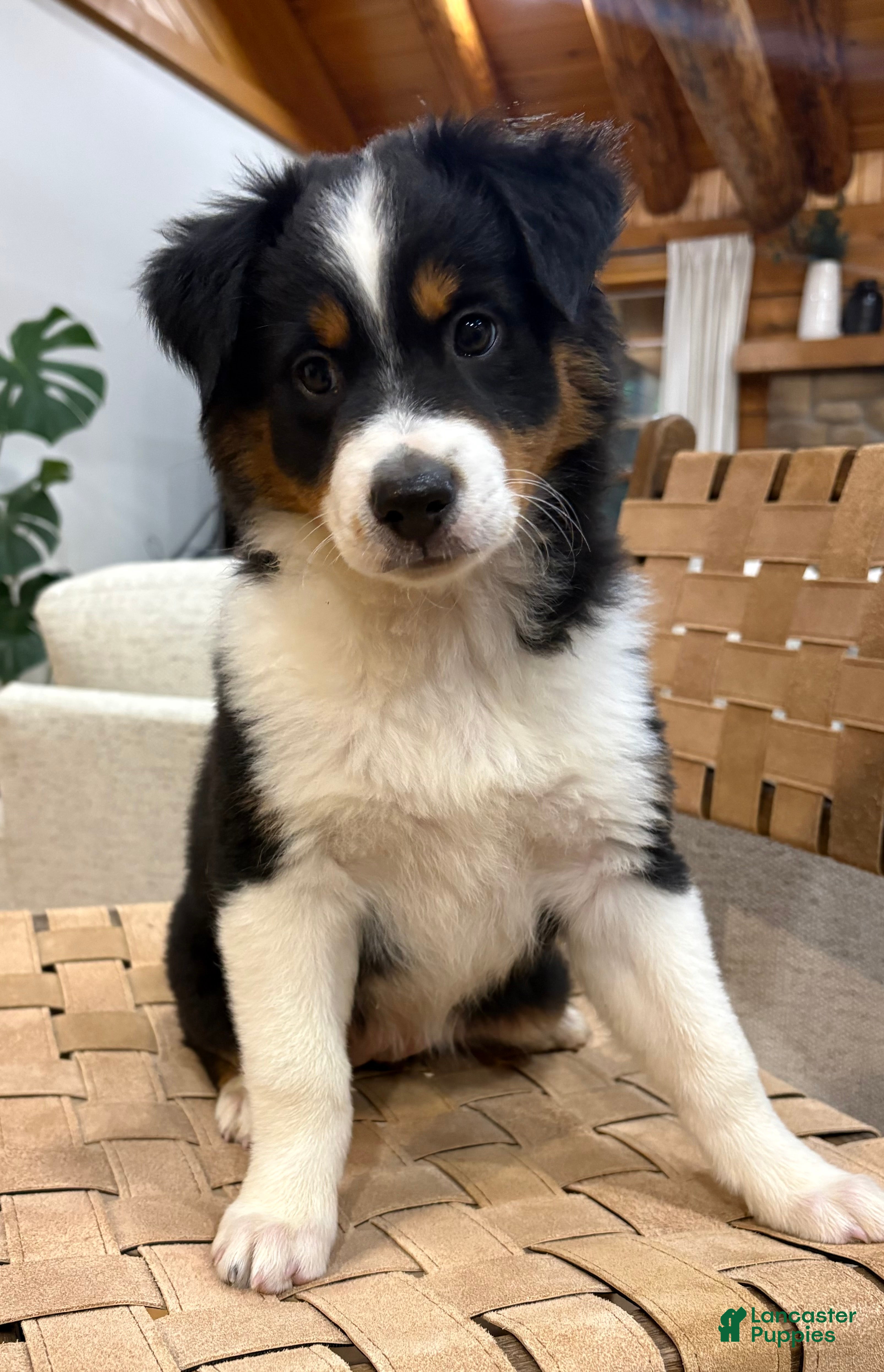 Australian Shepherd dogs Poppy - Ad 2