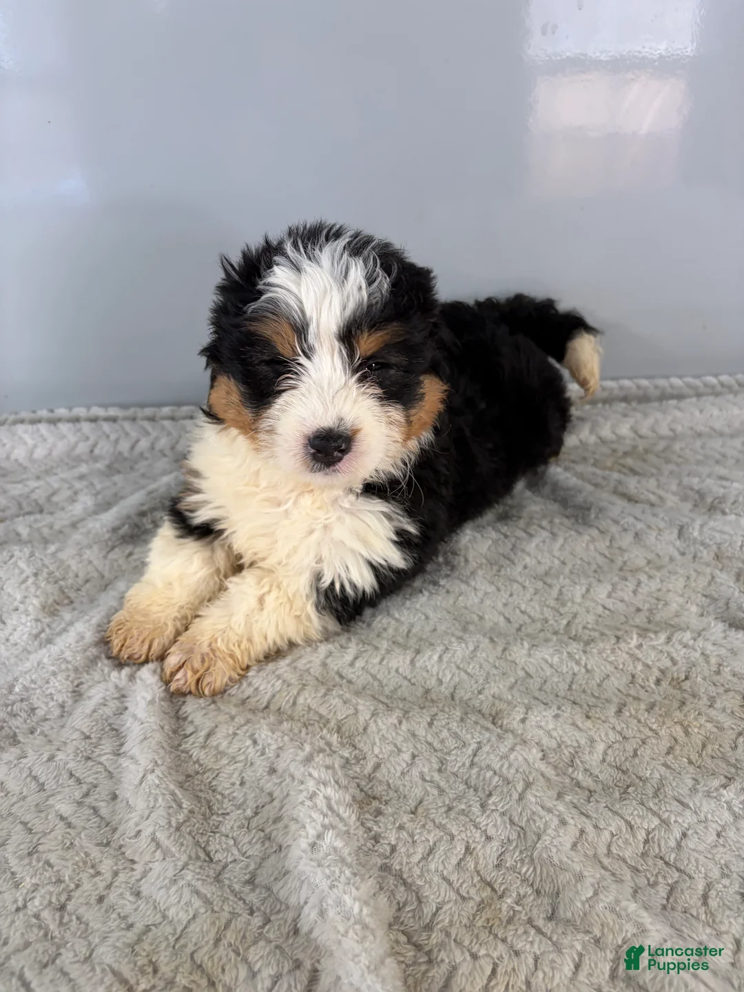Mini Bernedoodle dogs for sale: Cari - Ad 3