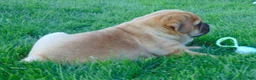 Mixed Breed dogs for sale: Sammy  - Ad 11