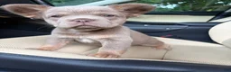 French Bulldog dogs for sale: French Bulldog 5 - Ad 4