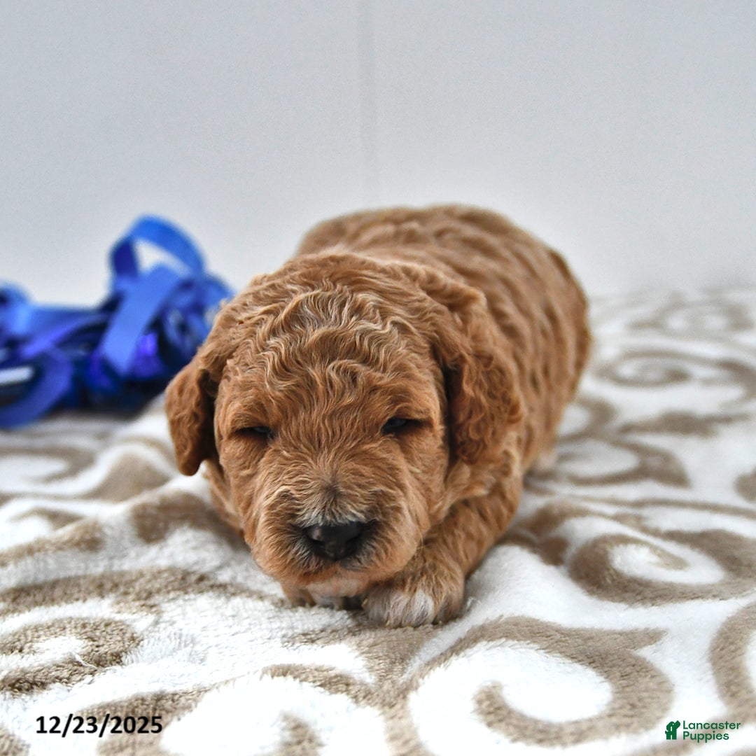 Mini Goldendoodle dogs for sale: Oscar - Ad 6