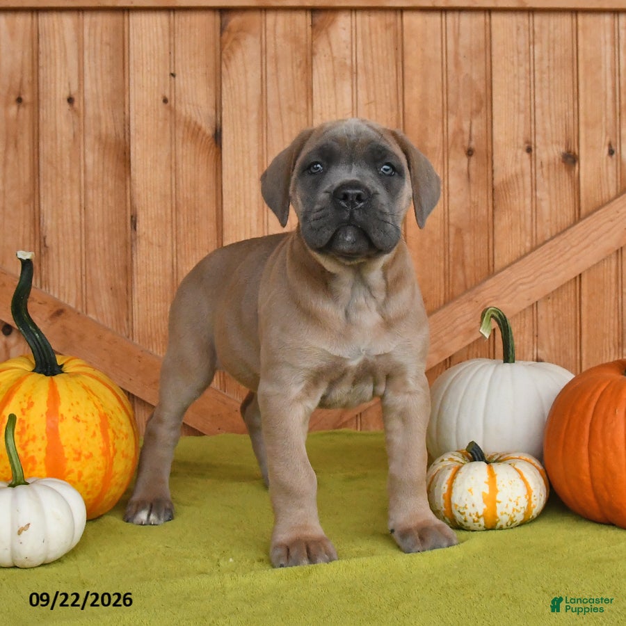 Cane Corso dogs Crystal - Ad 1