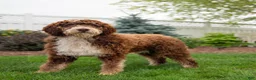 Bernedoodle dogs for sale: Spot - Ad 10