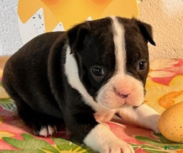 Boston Terrier dogs Brody - Ad 2