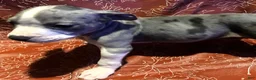American Bully dogs for sale: "SZA" MERLE BLUE NOSE - Ad 3