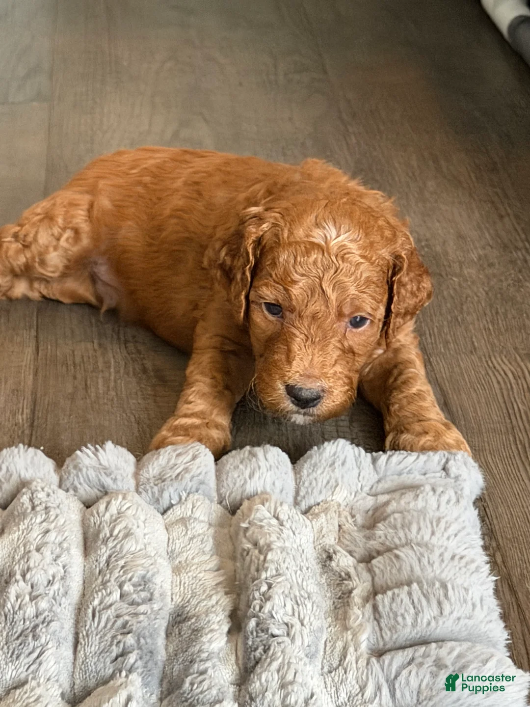 Goldendoodle dogs for sale: Scout - Ad 2