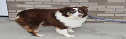Australian Shepherd dogs for sale: Pansy - Ad 6