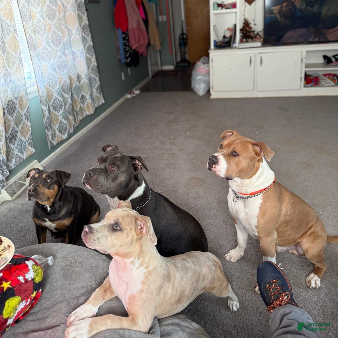 Gallery Image {{count}}