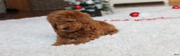 Toy Poodle dogs for sale: Connor - Ad 15