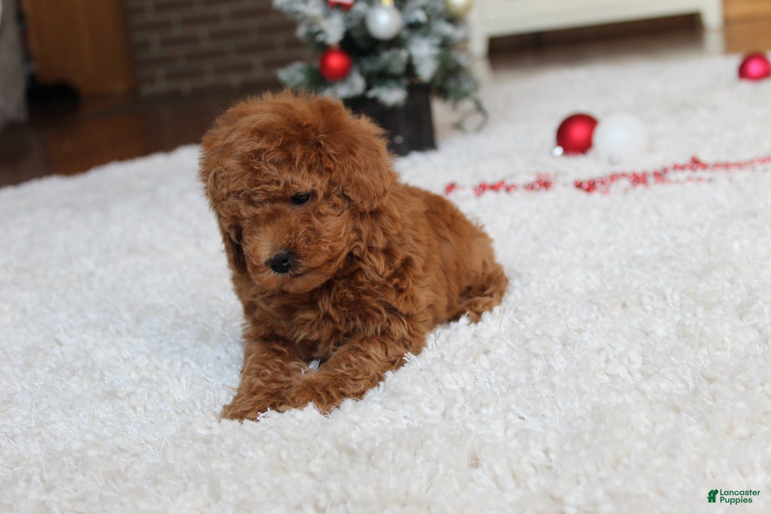 Toy Poodle dogs for sale: Connor - Ad 15